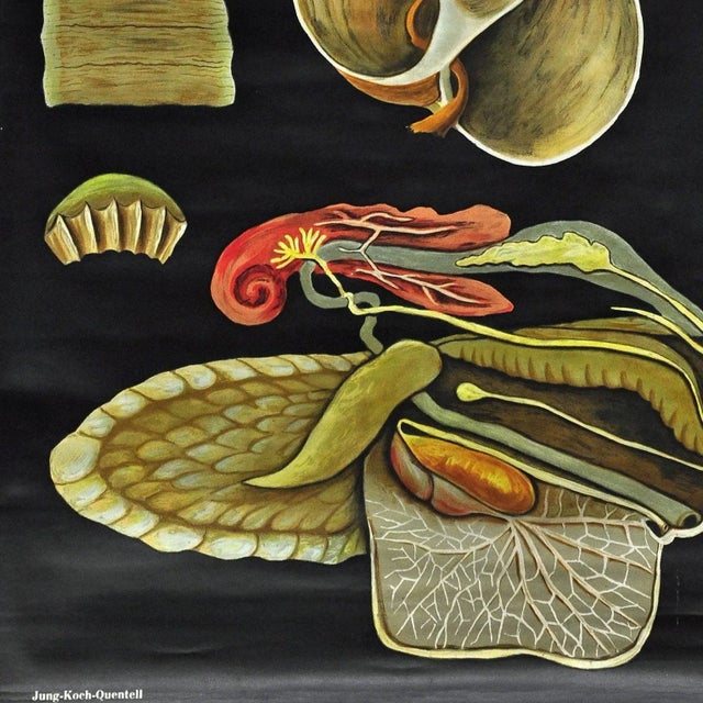 1960s Vintage Apple Snail Escargot Poster Print Wall Chart by Jung Koch Quentell For Sale - Image 5 of 6