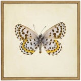 Moth Print 2 in Cream Distressed Shadowbox - 13"x13" For Sale