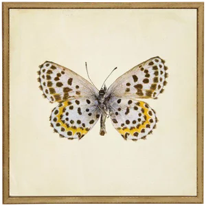 Moth Print 2 in Cream Distressed Shadowbox - 13"x13"
