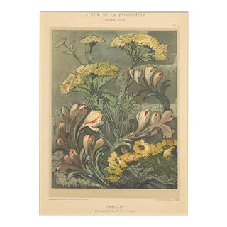1902 Antique French Art Nouveau Botanical Chromolithograph--Ombelles, Matted For Sale