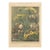 1902 Antique French Art Nouveau Botanical Chromolithograph--Ombelles, Matted For Sale