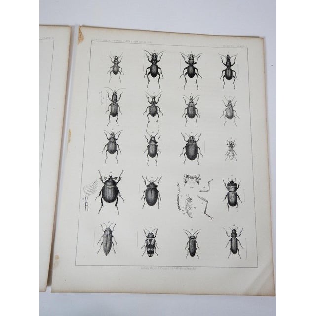 Mid 19th Century Us Pacifc Railroad Insect Beetle Lithograph Book Plate - A Pair For Sale - Image 4 of 5