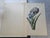 18th-Century Framed Watercolor of Mourning Iris and English Iris For Sale - Image 9 of 11