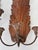 A large and unusual pair of 19th c. European carved wood three arm wall sconces. Each piece is crafted from fruitwood...