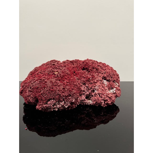 Large specimen of red pipe organ coral know as Tubipora musica. Deep vibrant red color