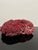 Large specimen of red pipe organ coral know as Tubipora musica. Deep vibrant red color
