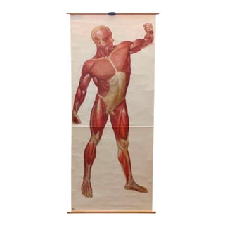 Vintage School Board "Muscle of Man", Germany, 1950s For Sale