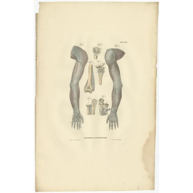 Anatomy Illustrations of Ligaments and Joints, 1839, Prints, Set of 13 For Sale - Image 9 of 15