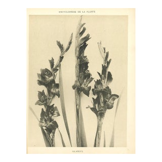 1902 French Antique Botanical Photgraphic Lithogragraph-Gladiola, Documentation For Sale