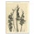 1902 French Antique Botanical Photgraphic Lithogragraph-Gladiola, Documentation For Sale