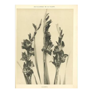1902 French Antique Botanical Photgraphic Lithogragraph-Gladiola, Documentation