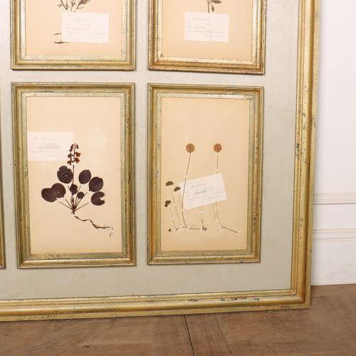 Large Herbarium Wall Panel, 1890s For Sale - Image 4 of 8