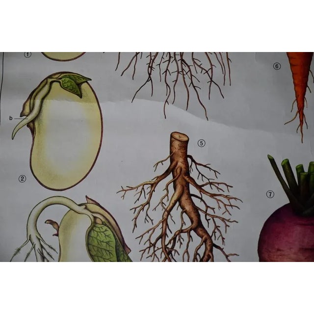 Vintage Biology Poster, 1963 For Sale - Image 4 of 11