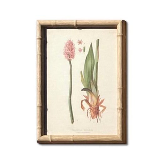 Late 19th Century Antique Botanical Chromolithographs — “Wild Flowers of America”, Volume I, L. Prang & Co., Boston (C. 1877) Set of 13 For Sale - Image 5 of 17