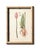 Late 19th Century Antique Botanical Chromolithographs — “Wild Flowers of America”, Volume I, L. Prang & Co., Boston (C. 1877) Set of 13 For Sale - Image 5 of 17