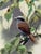 Late 20th Century Late 20th Century Museum-Grade Masterpiece Artall Suzhou "Su" Hand-Embroidered Fine Silk Shrike Study (Boxed & Signed) For Sale - Image 5 of 14