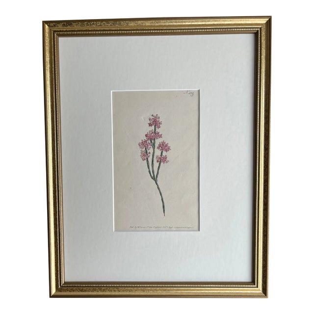 Antique Original Hand Colored Curtis Floral 1798 Pink Flowers Botanical Etching For Sale