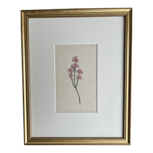 Antique Original Hand Colored Curtis Floral 1798 Pink Flowers Botanical Etching