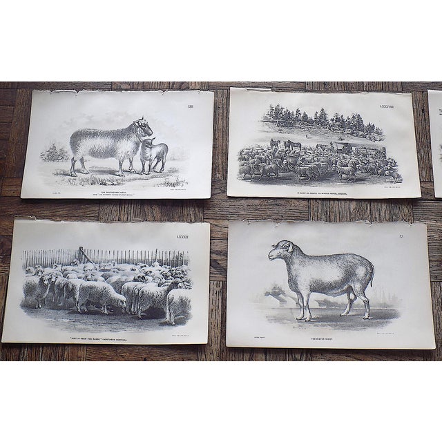 This set of twenty (20) authentic antique 19th century stone lithographs depict American sheep ranching in the late 1800s....