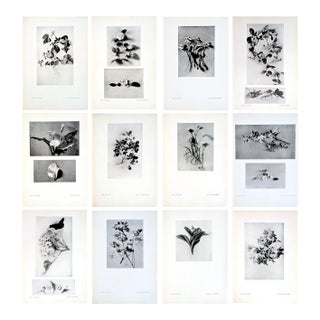 Set of 12 Antique Botanical Photogravure Plates From the First Edition of Nature's Aid to Design (1907) For Sale