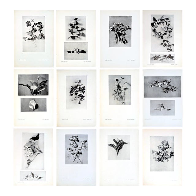 Set of 12 Antique Botanical Photogravure Plates From the First Edition of Nature's Aid to Design (1907) For Sale