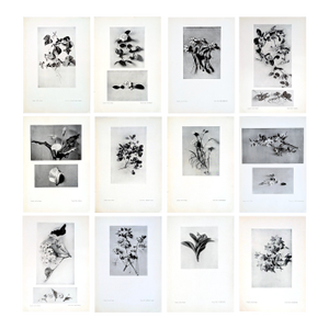 Set of 12 Antique Botanical Photogravure Plates From the First Edition of Nature's Aid to Design (1907)