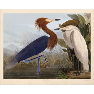 Audubon Purple Heron Giclee Print For Sale