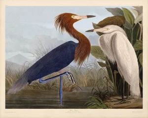 Audubon Purple Heron Giclee Print