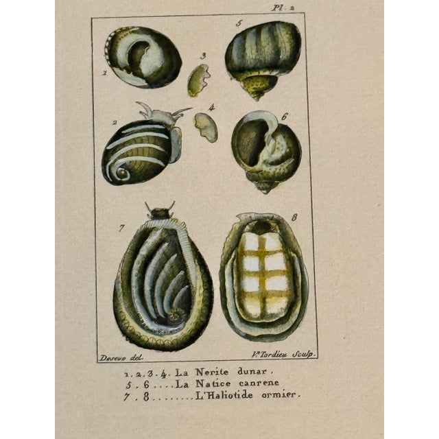 Set of Six 18th Century French Hand Colored Shell Engravings Panckoucke Tableau Encyclopédique c.1790 For Sale - Image 4 of 8