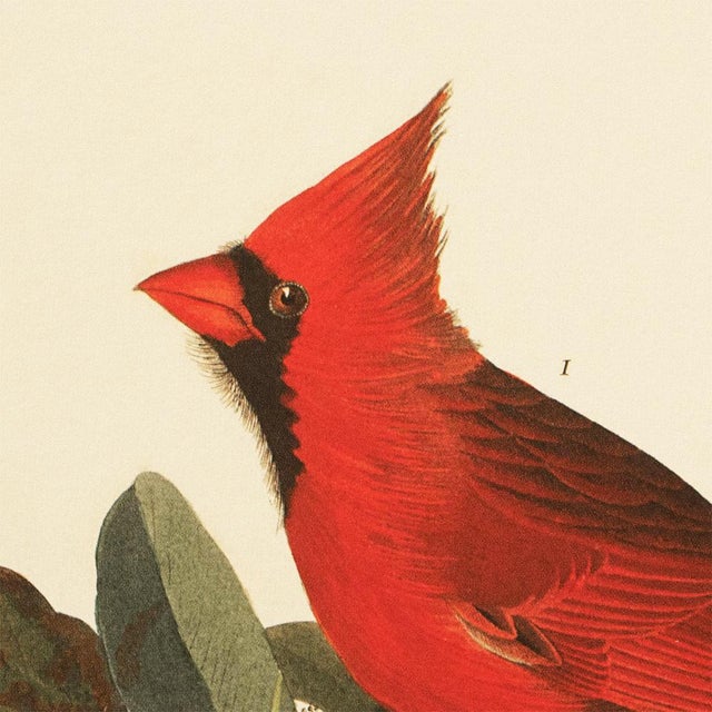 1990s 1990s Cardinal Grosbeak After Audubon, Large American Classical Print For Sale - Image 5 of 12