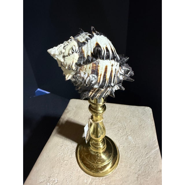 Traditional Celestial Meets the Sea Brass Adorned With Shell-Coastal Art Sculpture For Sale - Image 3 of 6