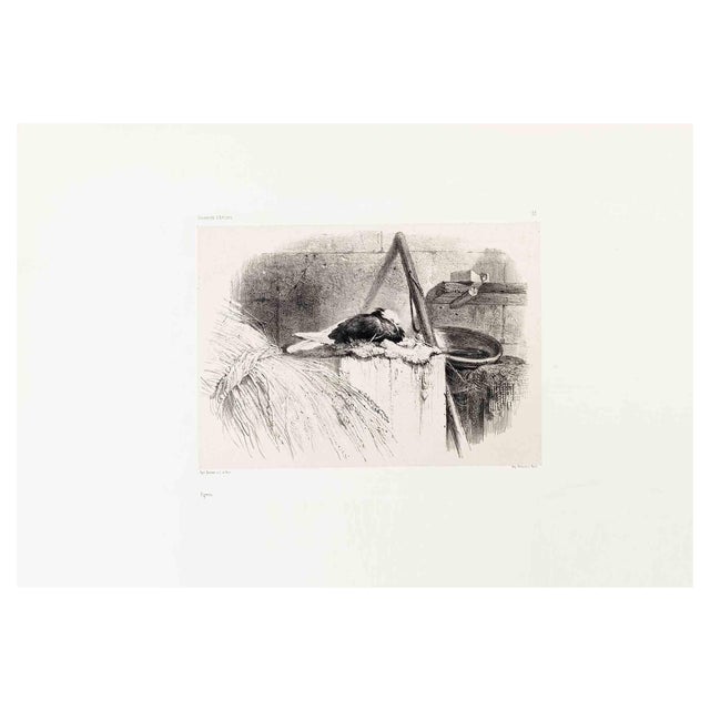 Karl Bodmer, Pigeon, Lithograph, 19th Century For Sale
