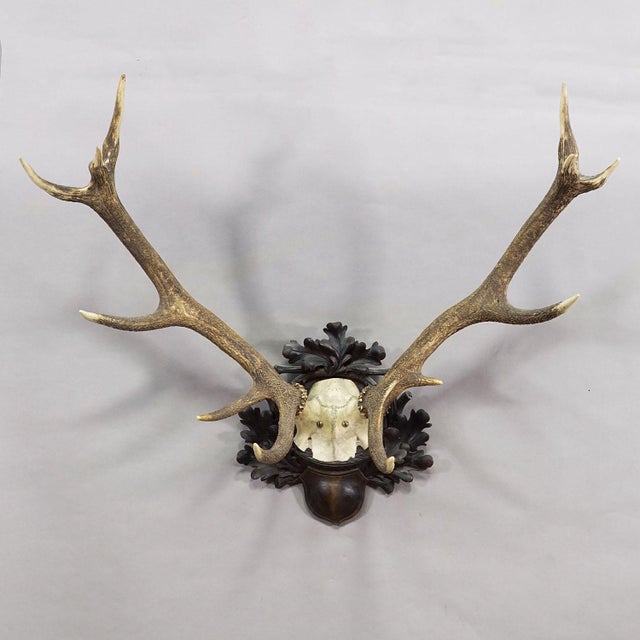 Farmhouse Big Black Forest 12 Pointer Red Deer Trophy on Carved Plaque - Germany 1930 For Sale - Image 3 of 8
