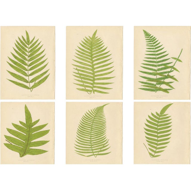 E.J. Lowe, Tropical Fern Lithograph Collection, 1856, Paper, Set of 6 For Sale - Image 10 of 10