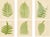 E.J. Lowe, Tropical Fern Lithograph Collection, 1856, Paper, Set of 6 For Sale - Image 10 of 10
