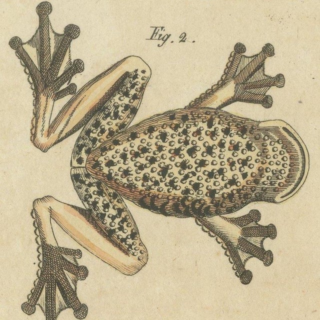Bertuch, Four Colourful Tree Frogs, 1815, Print For Sale - Image 4 of 12