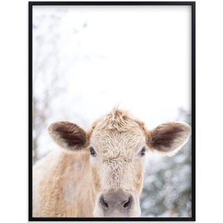 Moo Cow Photography For Sale