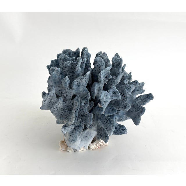 Late 20th Century Natural Blue Coral Specimen Coastal Decor For Sale - Image 5 of 8