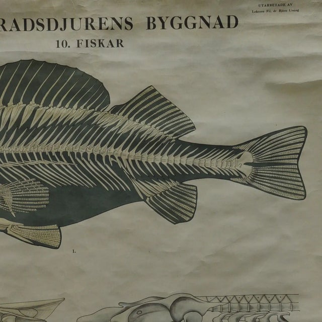 Vintage Swedish Black and White Skeleton of a Fish Rollable Wall Chart For Sale - Image 3 of 7