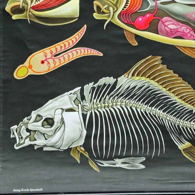 Vintage Biology Animals Carp Maritime Decor School Wall Chart by Jung Koch Quentell For Sale - Image 3 of 6