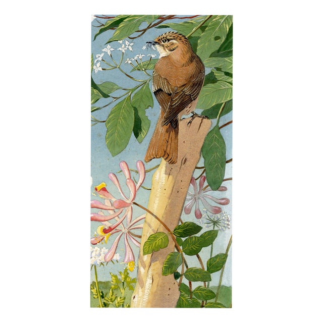 William Neave Parker, Treecreeper Bird with Honeysuckle, 1950s, Gouache For Sale