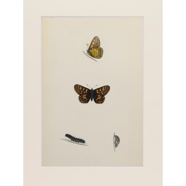 Realism 19th Century Antique Morris Butterfly Print Hand Colored Lithograph 1853 For Sale - Image 3 of 4