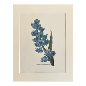 Vintage Pierre-Josephe Redouté Print in 11x14 Mat - "Jacinthe d'Oriente, EUC