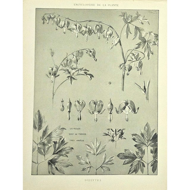 RARE! This is a set of 2 original 1902 antique botanicals of French drawings. They came from a French portfolio of 4...