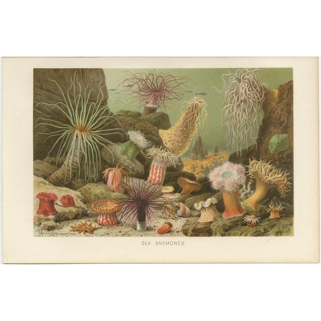 Richard Lydekker, Sea Anemones Colorful Marine Invertebrates, 1896, Color Process Print For Sale - Image 3 of 9