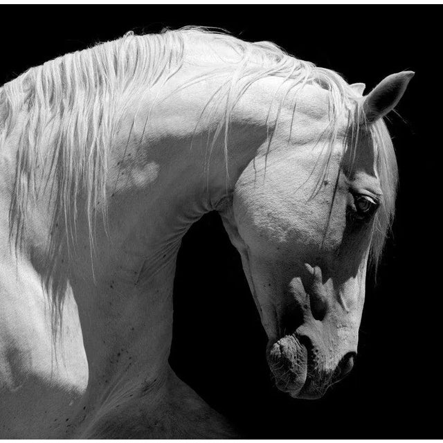 66North, White Stallion Horse Andalusian BW, Photograph, in Flawless conditions. Designed from 2000 This piece has an...