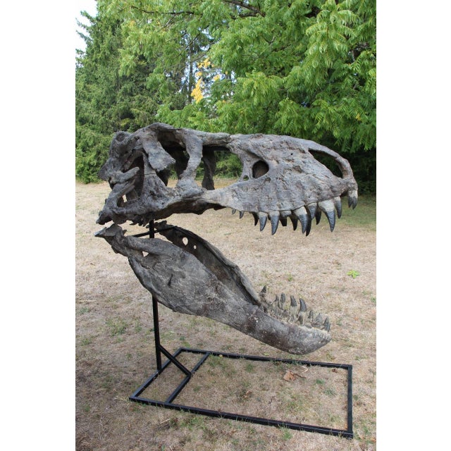 Unknown, Tyrannosaurus Head Fossil for Museum, 1800s, Resin For Sale - Image 14 of 14