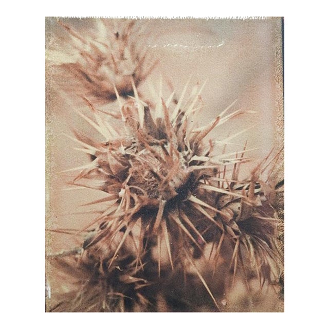 Late 20th Century Eric Weller Sepia Botanical Photograph For Sale