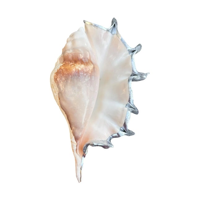 Hollywood Regency Monumental 13” Natural Shell, Silver Leaf Lambis Spider Conch Sculpture, Organic Coastal Objet D’Art For Sale - Image 3 of 8