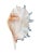 Hollywood Regency Monumental 13” Natural Shell, Silver Leaf Lambis Spider Conch Sculpture, Organic Coastal Objet D’Art For Sale - Image 3 of 8